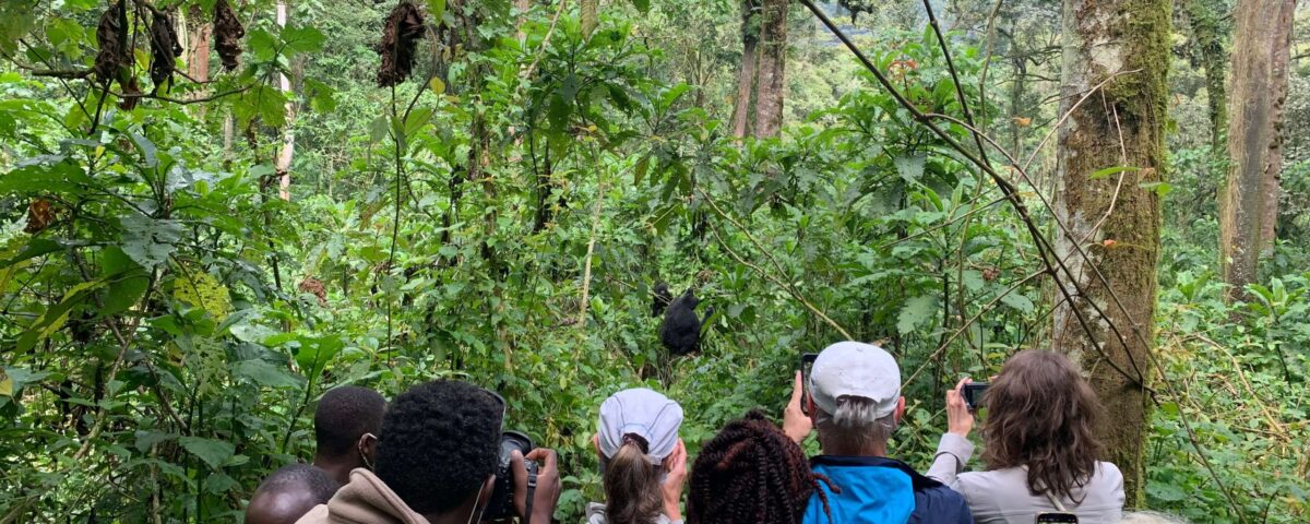 An Avid Birder’s Guide to Bwindi Impenetrable Forest