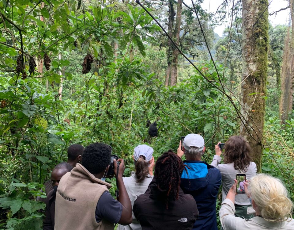 An Avid Birder’s Guide to Bwindi Impenetrable Forest