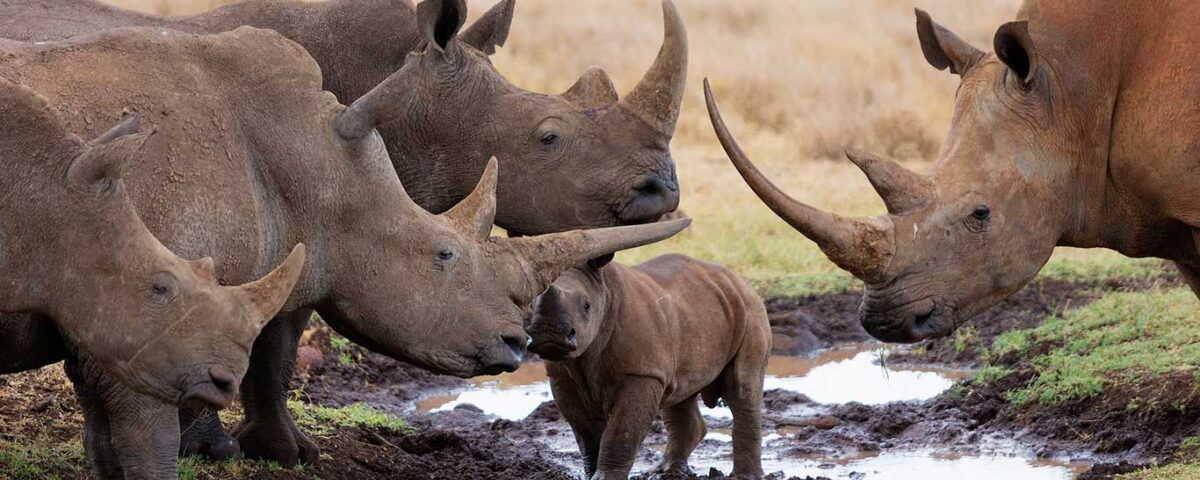 Endangered Wildlife Guide to Loisaba Conservancy