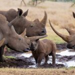 Endangered Wildlife Guide to Loisaba Conservancy