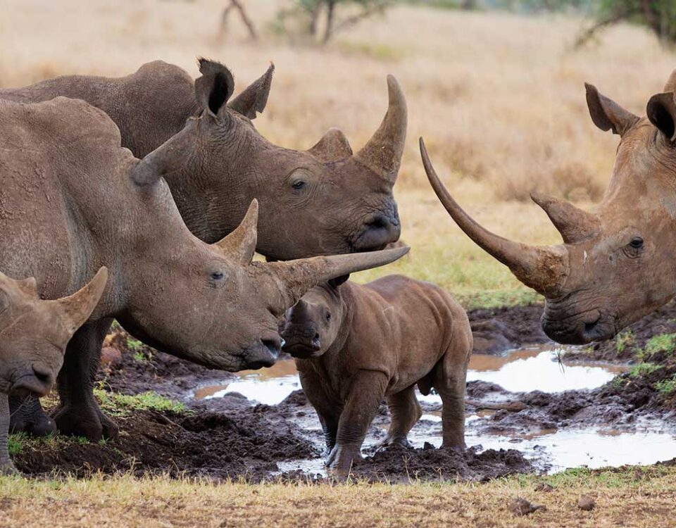 Endangered Wildlife Guide to Loisaba Conservancy