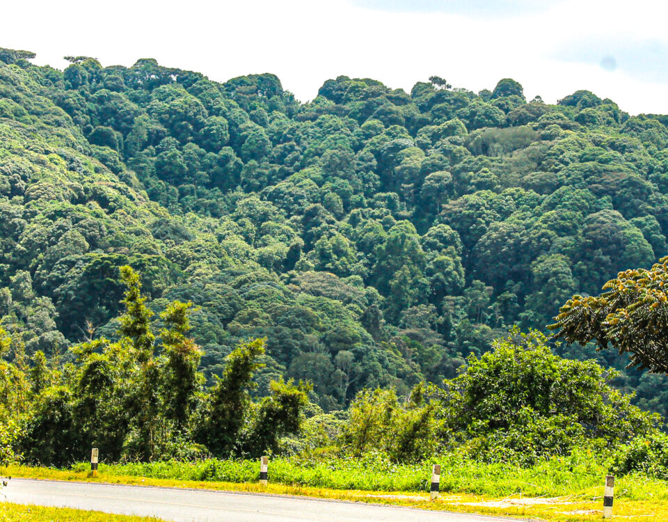 Firante Gorilla Treks