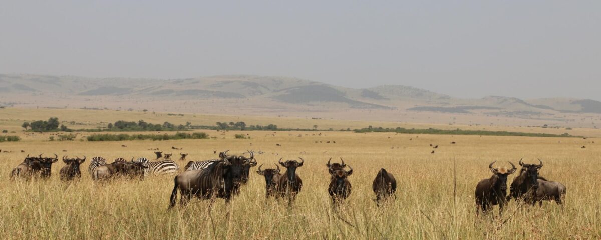 How does wildlife viewing in the Mara Triangle differ from the central or eastern Maasai Mara?