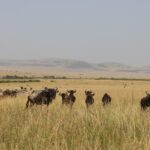 How does wildlife viewing in the Mara Triangle differ from the central or eastern Maasai Mara?