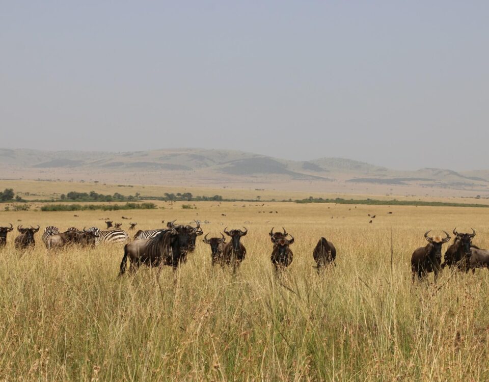 How does wildlife viewing in the Mara Triangle differ from the central or eastern Maasai Mara?
