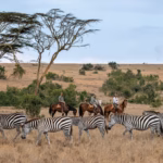 Guide Qualifications in Conservancies vs. National Parks