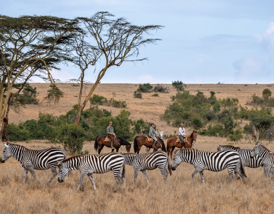Guide Qualifications in Conservancies vs. National Parks