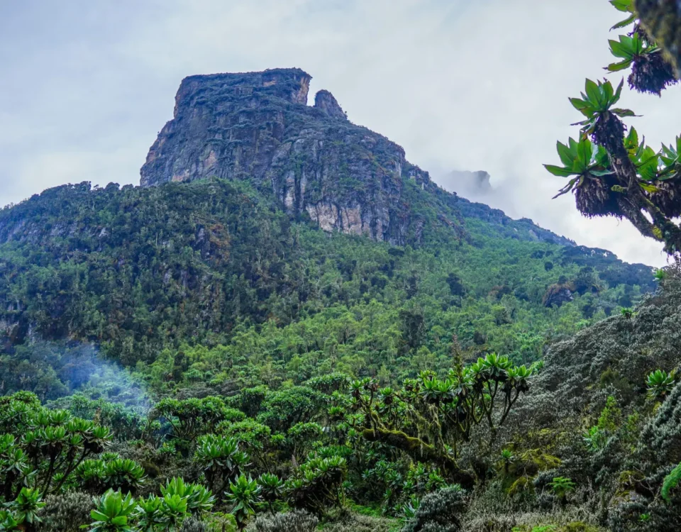 Firante Gorilla Treks