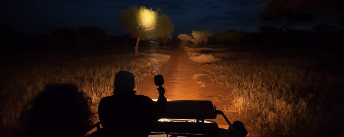 Kenya Safaris 2026: Nocturnal Wildlife & Night Game Drive Guide