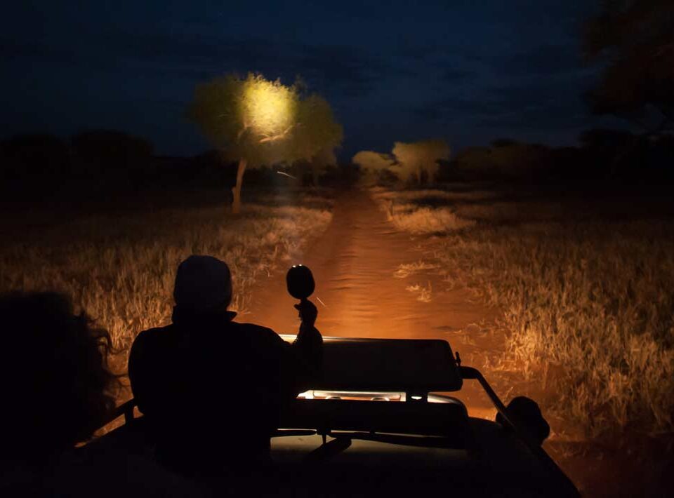Kenya Safaris 2026: Nocturnal Wildlife & Night Game Drive Guide
