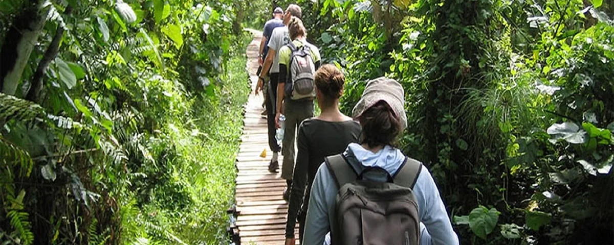 Rainforest Tracking vs. Savannah Game Drives