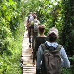 Rainforest Tracking vs. Savannah Game Drives