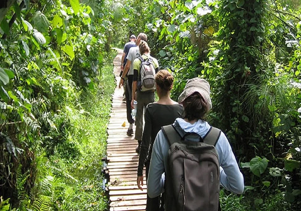 Firante Gorilla Treks