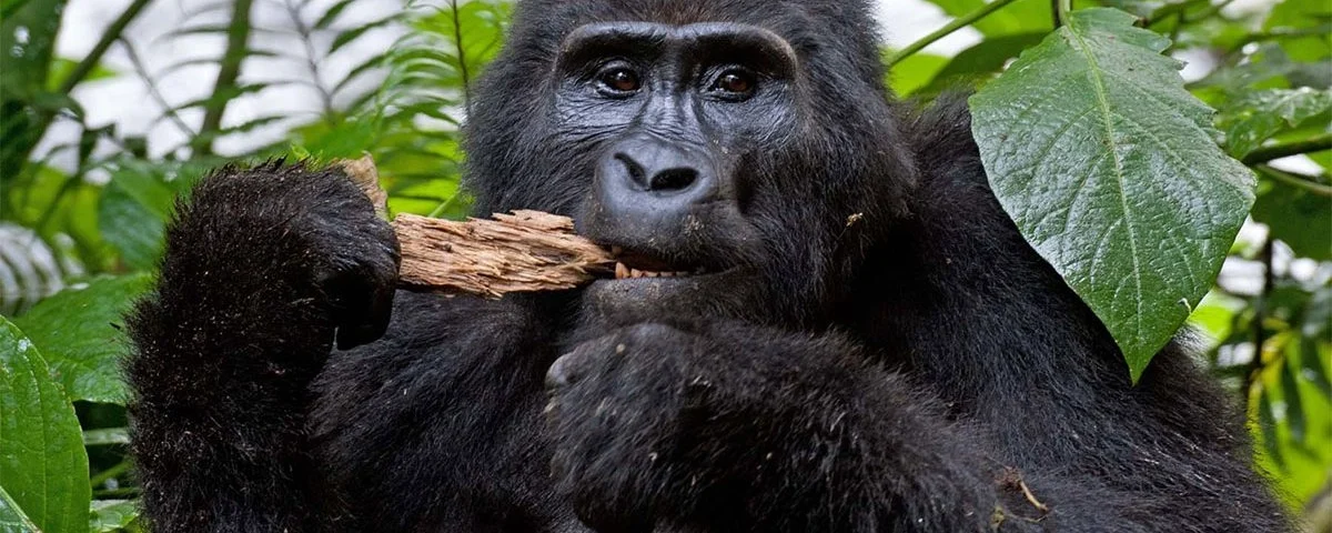What Cancellation Policies Typically Apply to High-Value Luxury Circuits Involving Gorilla Permits?