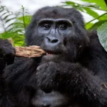 What Cancellation Policies Typically Apply to High-Value Luxury Circuits Involving Gorilla Permits?