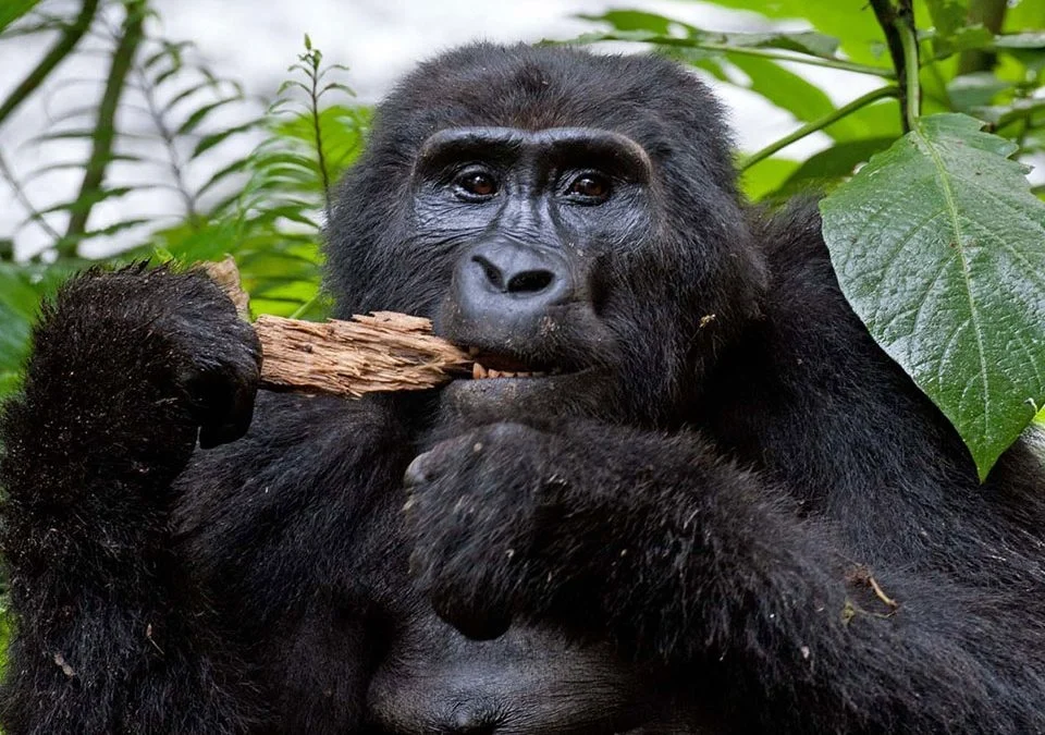 What Cancellation Policies Typically Apply to High-Value Luxury Circuits Involving Gorilla Permits? 