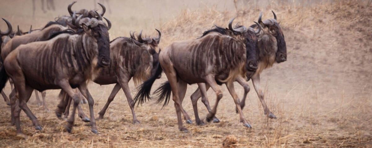 What is the Ideal Duration for a Comprehensive Great Migration Fly-In Itinerary?