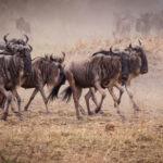 What is the Ideal Duration for a Comprehensive Great Migration Fly-In Itinerary?