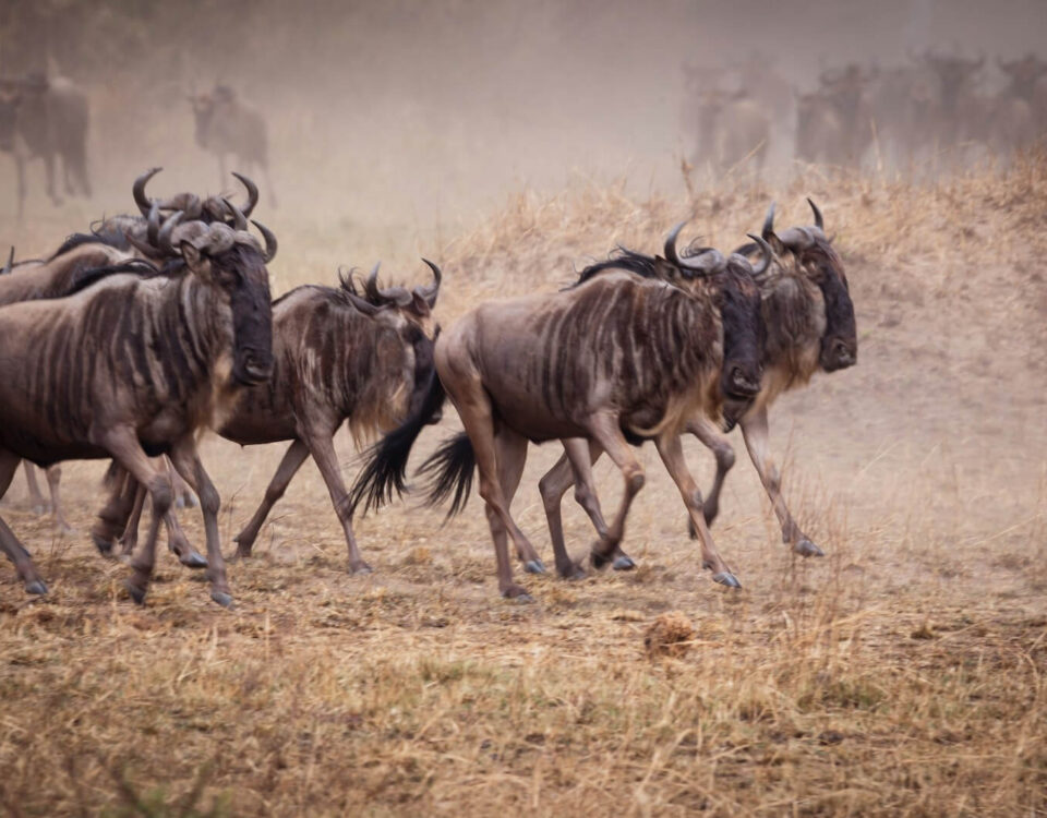What is the Ideal Duration for a Comprehensive Great Migration Fly-In Itinerary?