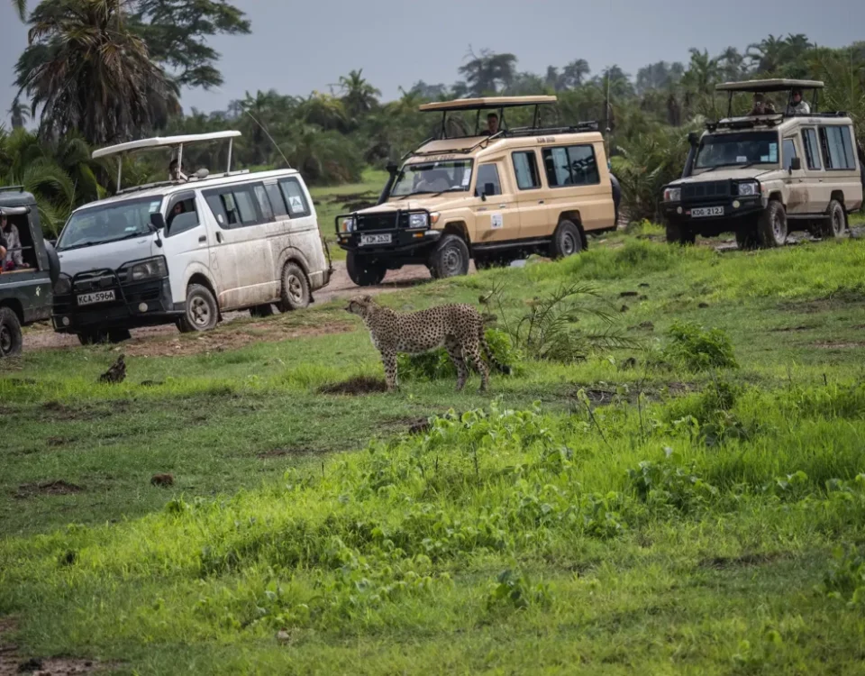 Firante Gorilla Treks