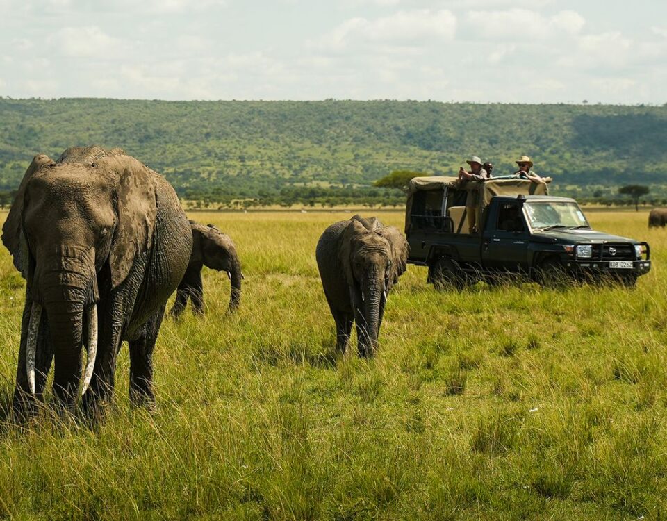 Firante Gorilla Treks