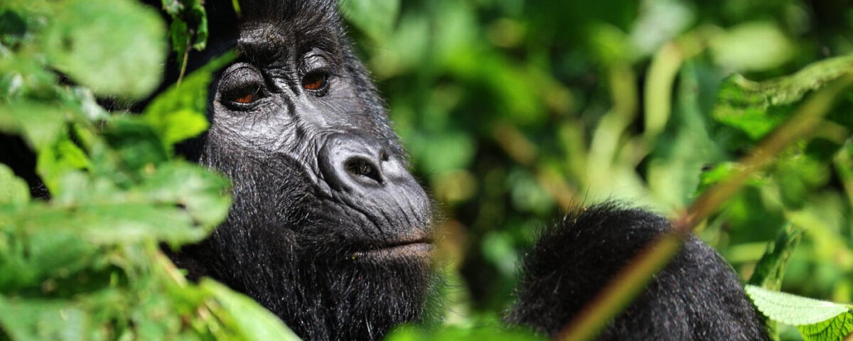 Uganda Safaris 2026: Chimpanzee vs. Gorilla Trekking Guide