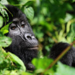 Uganda Safaris 2026: Chimpanzee vs. Gorilla Trekking Guide
