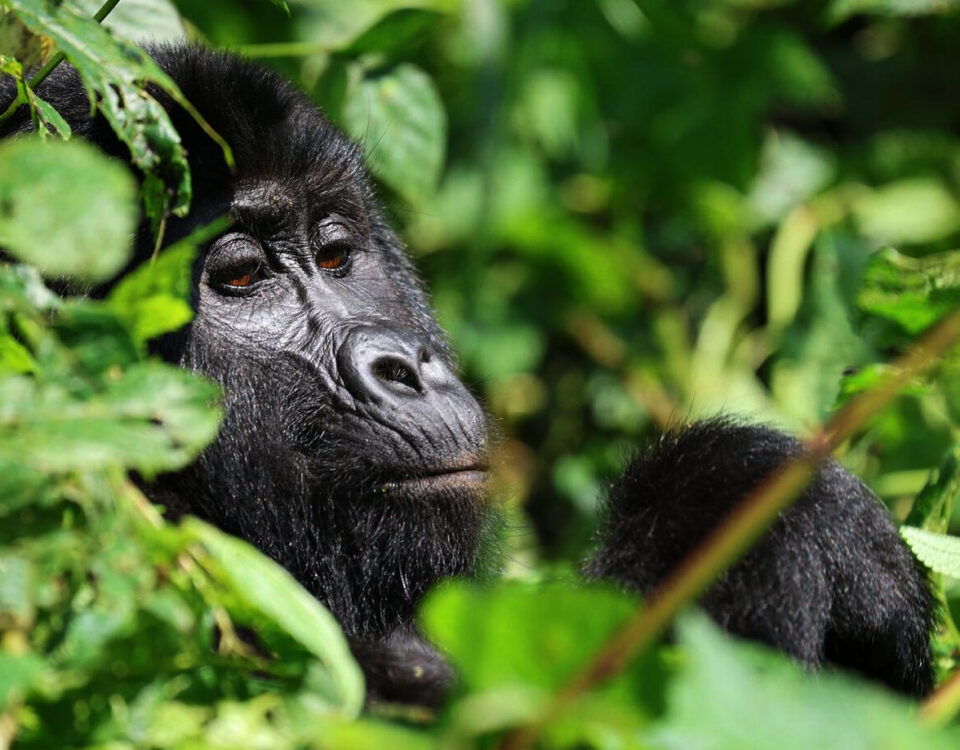 Firante Gorilla Treks