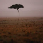 Why Does a "Sky Safari" Generally Command a Pricing Premium Over a Driving Safari?