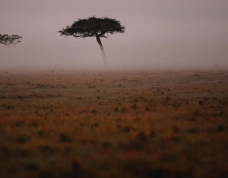 Why Does a "Sky Safari" Generally Command a Pricing Premium Over a Driving Safari?