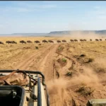 Firante Gorilla Treks