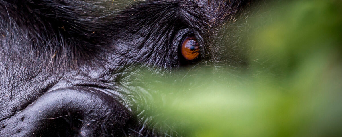 Primate Photography Logistics in Uganda Safaris
