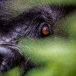 Primate Photography Logistics in Uganda Safaris