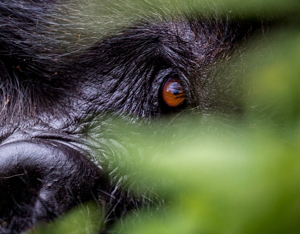 Firante Gorilla Treks