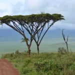 Beyond the Game Drive