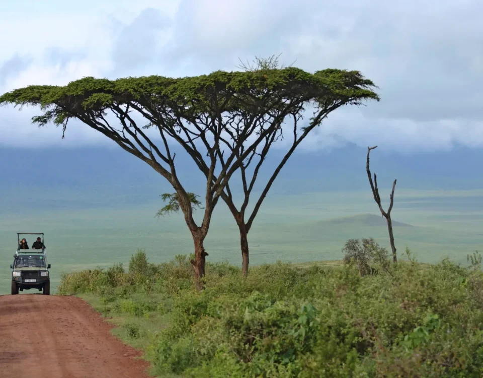 Beyond the Game Drive