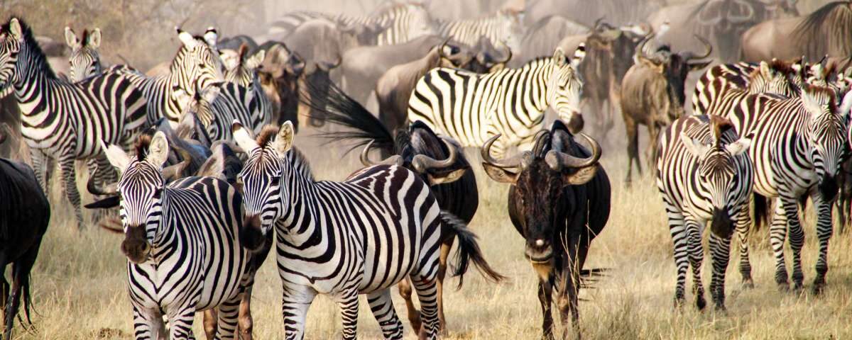 How Does the Pricing Shift Between the Peak Migration Season and the Green Shoulder Season?