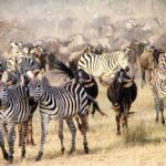 How Does the Pricing Shift Between the Peak Migration Season and the Green Shoulder Season?
