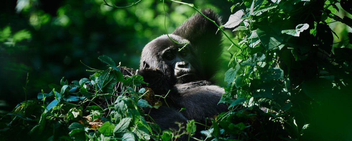 How do travelers move between Bwindi Impenetrable Forest in Uganda and the private conservancies of Kenya?