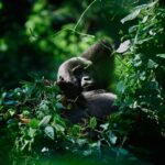 How do travelers move between Bwindi Impenetrable Forest in Uganda and the private conservancies of Kenya?
