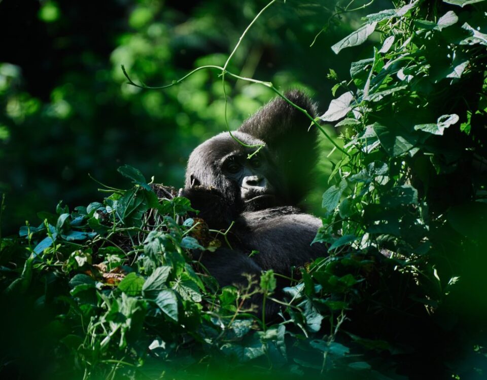 Firante Gorilla Treks