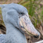 Birding in Uganda: Africa's Greatest Birdwatching Destination Birding in Uganda: Africa's Greatest Birdwatching Destination