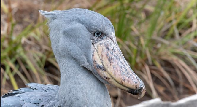 Shoebill with its distinctive broad bill in wetland vegetation