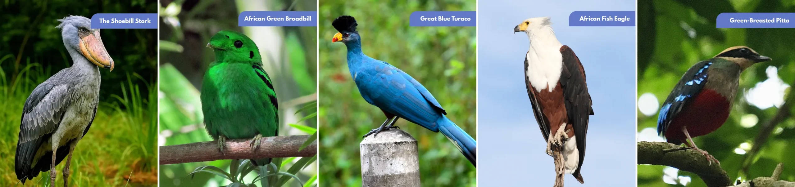 Birding in Uganda: Africa's Greatest Birdwatching Destination Birding in Uganda - Firante Gorilla Trekks