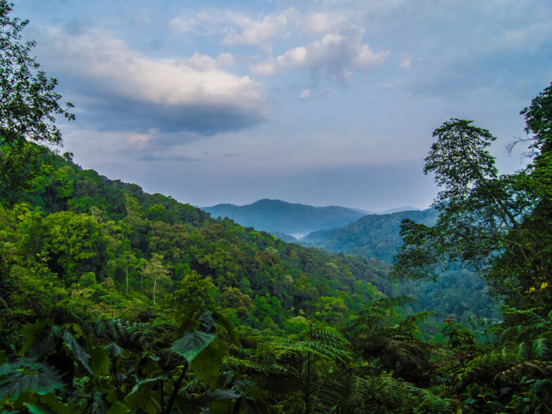 Green forest hills beneath a cloudy sky in Uganda