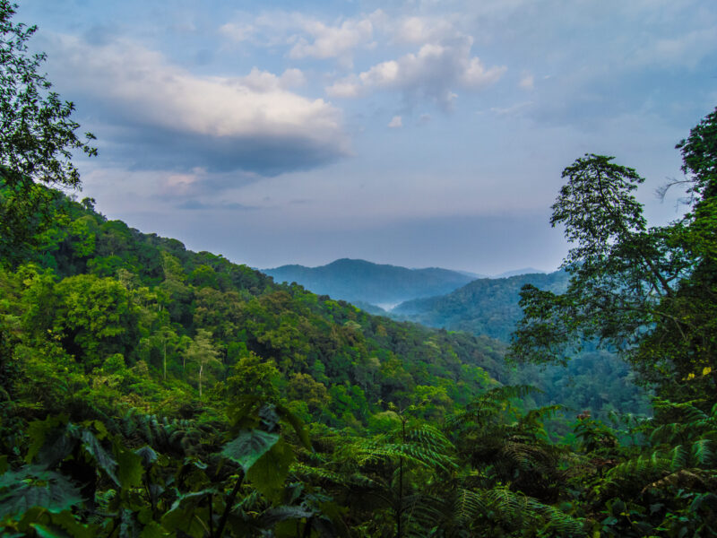 Green forest hills beneath a cloudy sky in Uganda