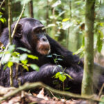 5 Days Uganda Chimpanzee and Gorilla Habituation Safari Chimpanzee resting among green forest vegetation