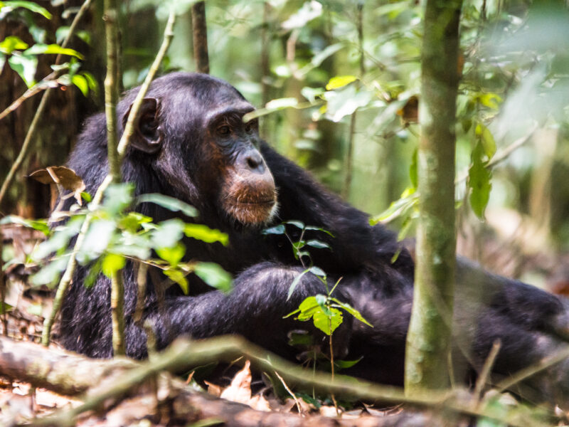 Chimpanzee resting among green forest vegetation