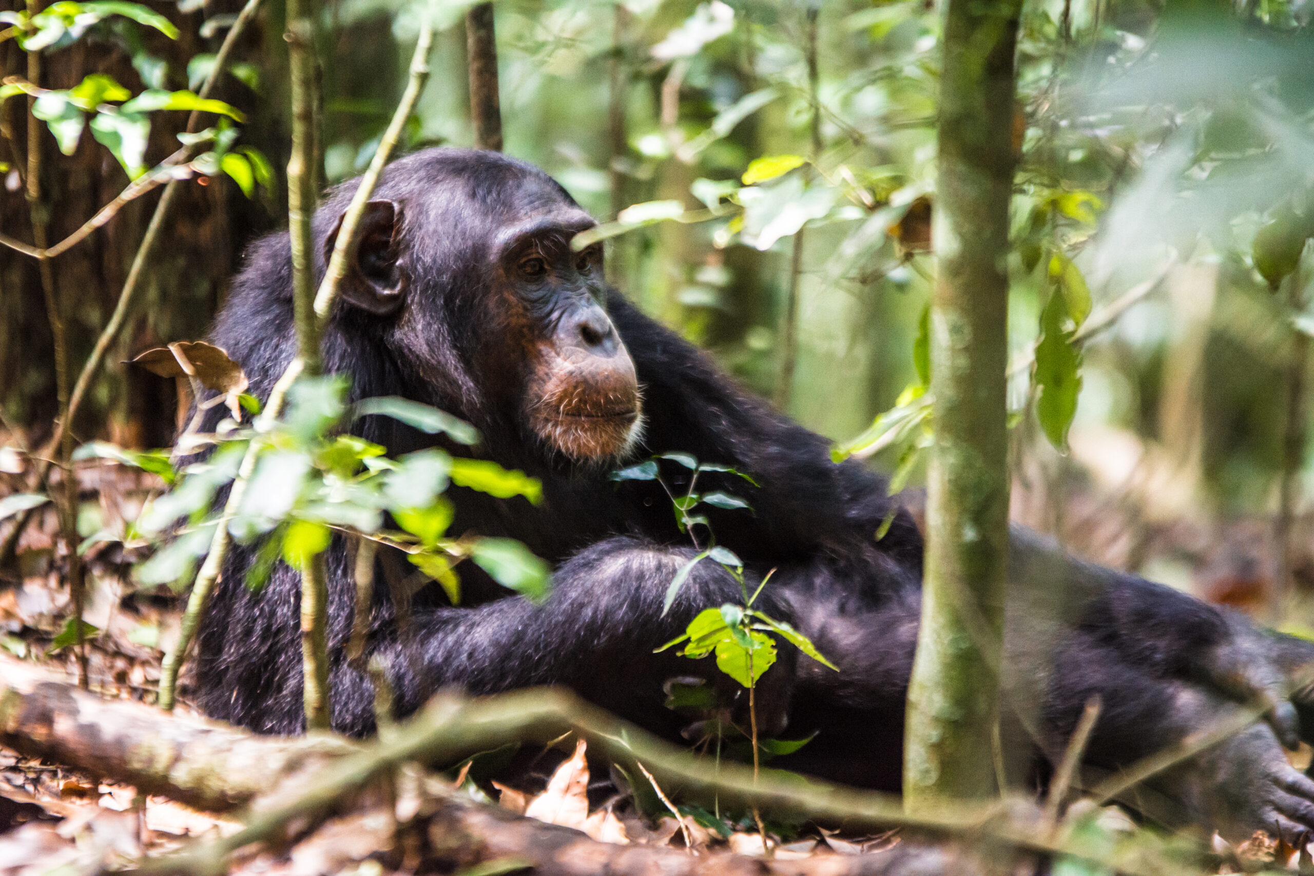 5 Days Uganda Chimpanzee and Gorilla Habituation Safari Chimpanzee resting among green forest vegetation