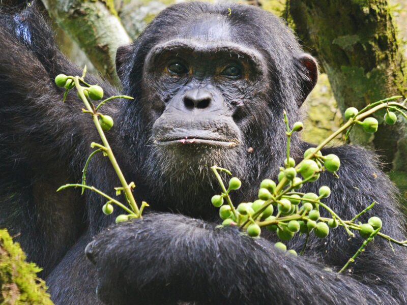 7 Days Uganda Primate Habituation Safari with Arrival Night